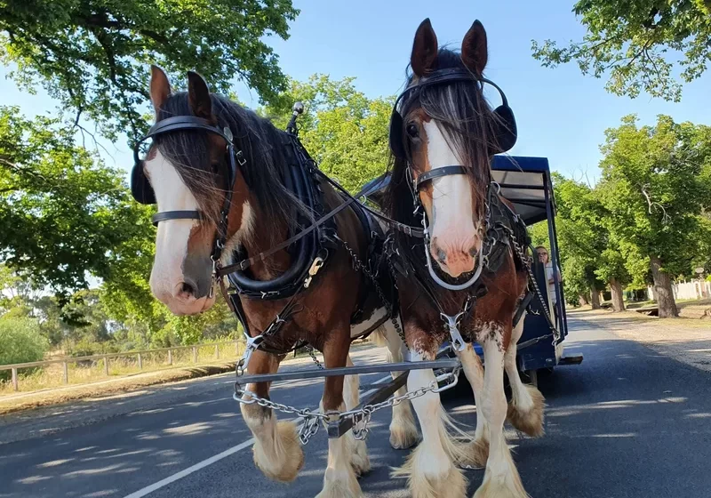 clydesdales